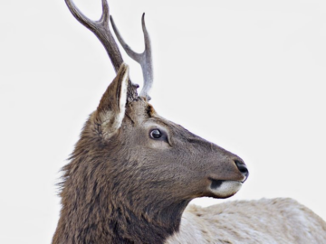 أخبر Loblaws لضمان عدم تعذيب الحيوانات في سلسلة التوريد الخاصة بها